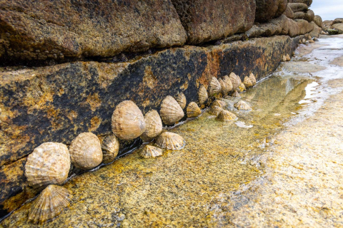 Napfschnecken auf Molene