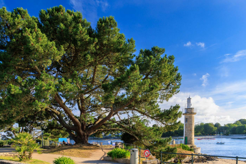 Baum und Hafenleuchtturm, Benodet, Bretagne