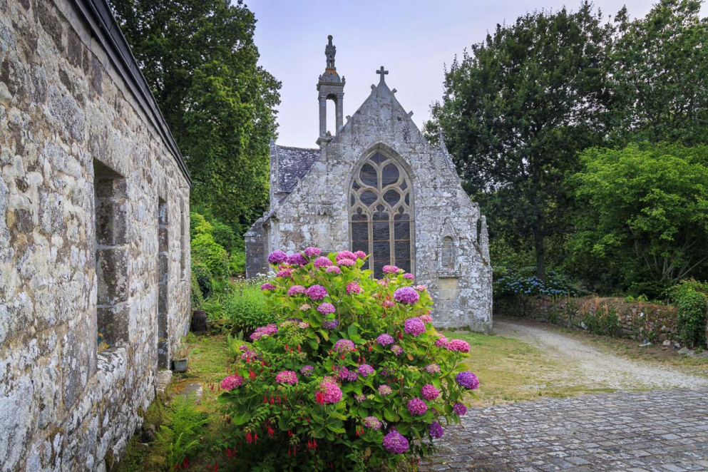 Hortensien und Kirche, Locronan
