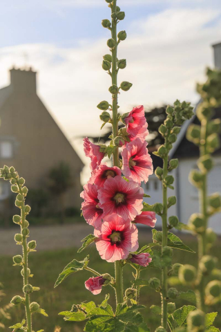 Blumen Penmarc'h