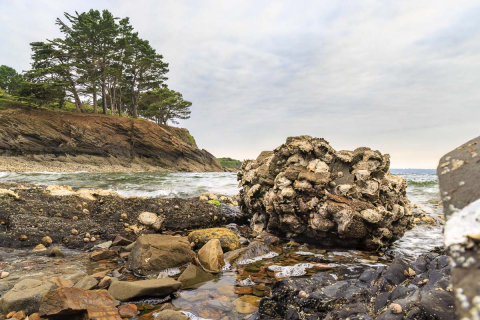 Austern am Strand, Pointe-du-Bindy, Plougastel-Daolas