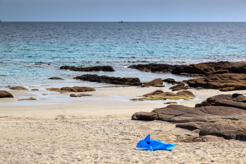 Delfin, Trevignon