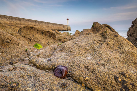 Anemone und Leuchtturm, 16 mm Weitwinkel