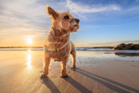 Hund am Strand, mit 16mm Weitwinkel