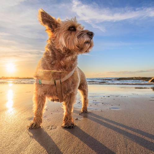 Hund am Strand, mit 16mm Weitwinkel