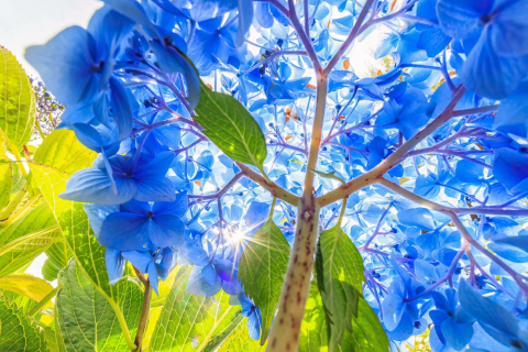 Hortensie mit 16 mm Weitwinkel