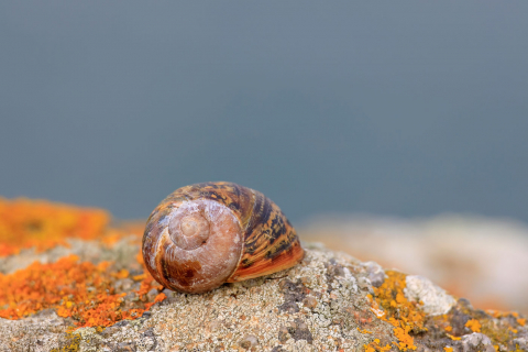 Makrofotografie mit einem Teleobjektiv - Schnecke