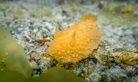 Meerzitrone, Doris pseudoargus, Schnecke