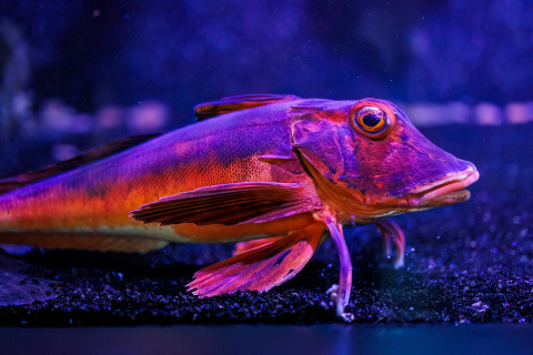 Fisch, Oceanopolis, Brest