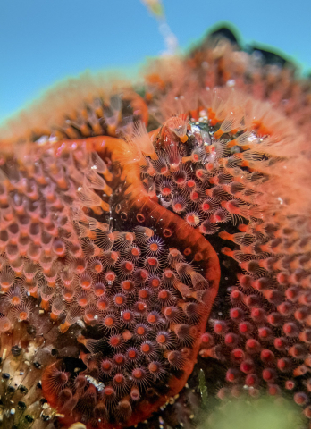 Bryozoaire Orange, Moostierchen