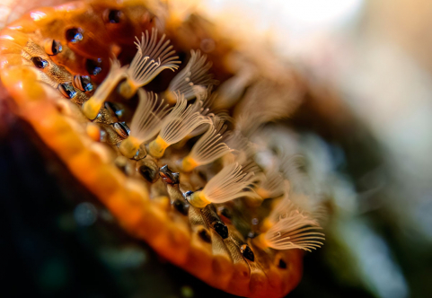 Bryozoa - Moostierchen Bryozoa - Moostierchen