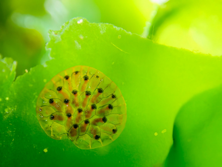Evtl Bryozoa Evtl Bryozoa