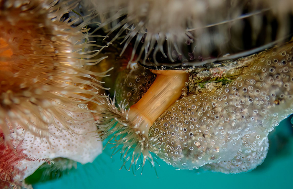 Anemone, Schwamm Anemone, Schwamm