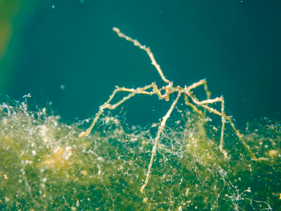 kleine Spinne kleine Spinne