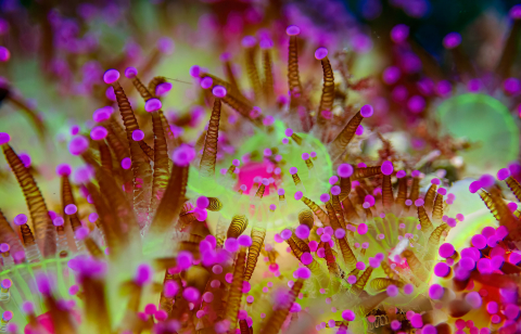 Juwelanemone