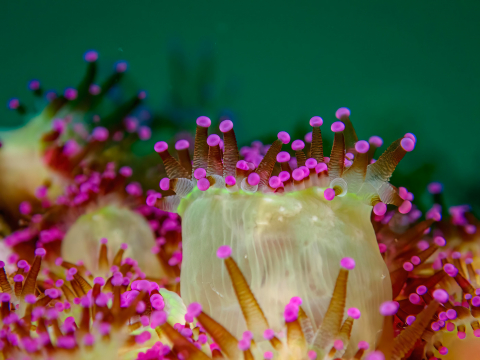Juwelanemone