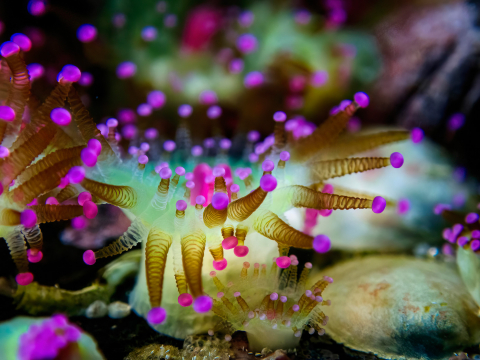 Juwelanemone