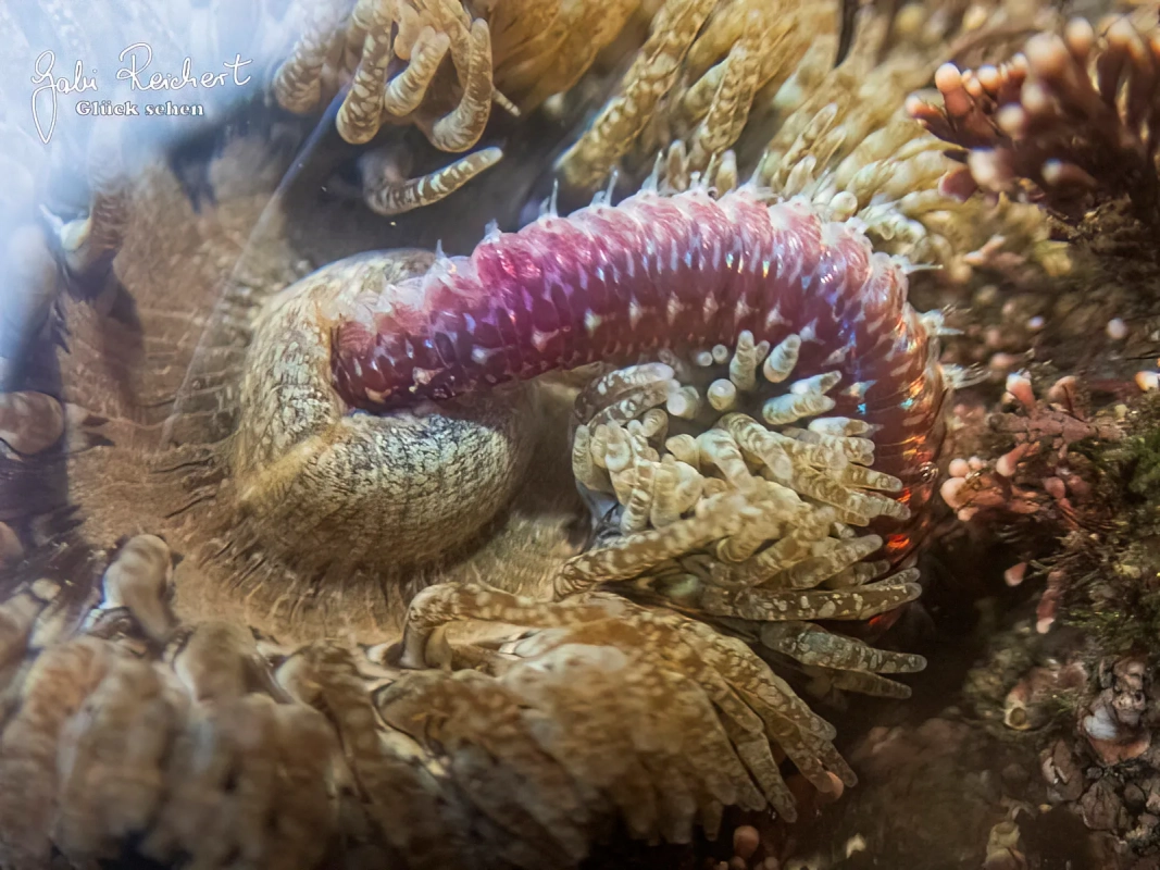 Eine Anemone frisst einen großen Wurm
