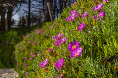Es wird Frühling