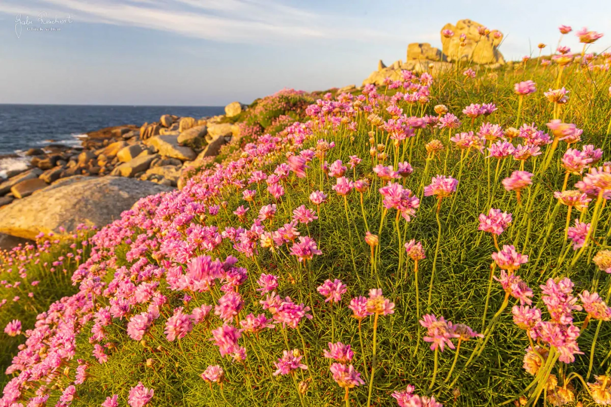 Strandgrasnelken am Beg Menom, Bretagne