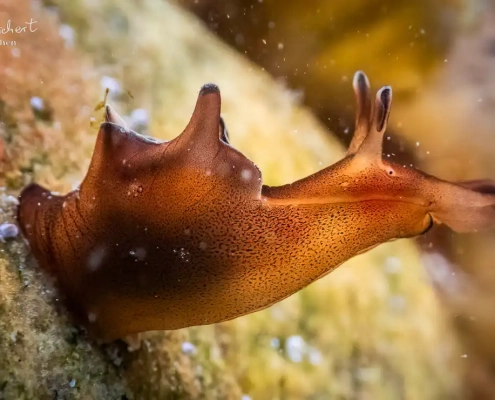 Junger Seehase schaut sich um