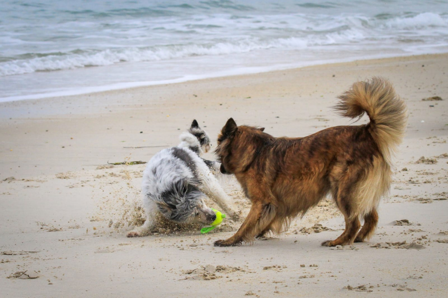 Hundefotografie in der Bretagne