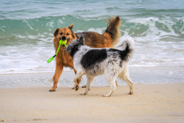 Hundefotografie in der Bretagne