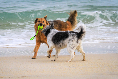 Hundefotografie in der Bretagne