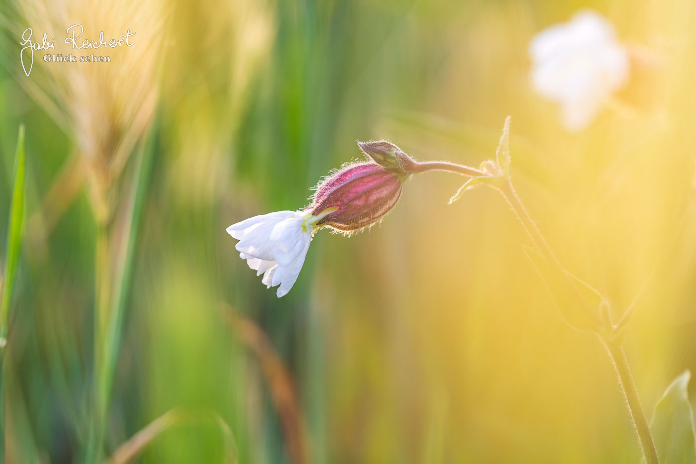 Makro-Bubenheim-9492 Makro-Bubenheim-9492