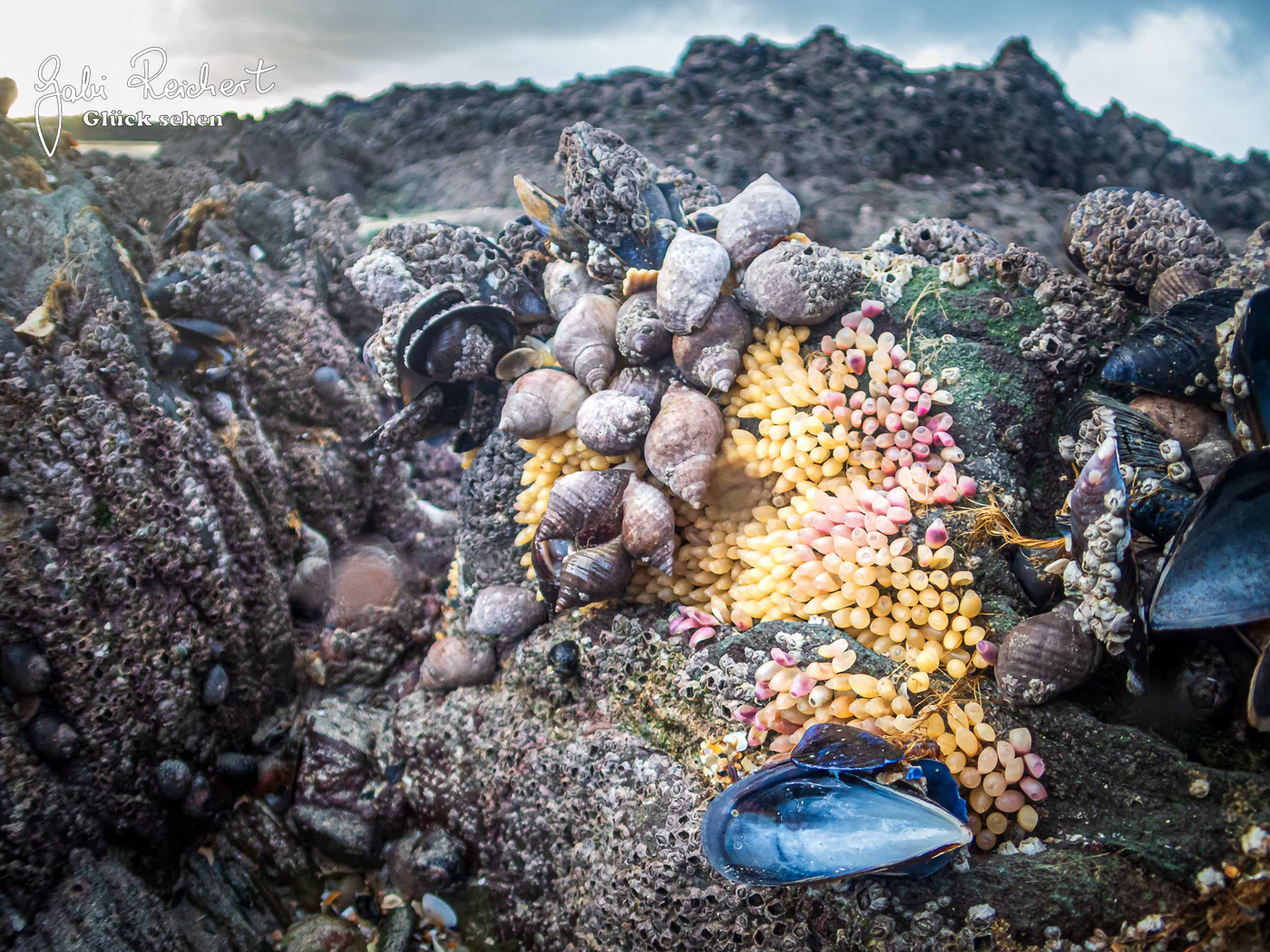 Eigelege der Purpurschnecken und Miesmuschelschale