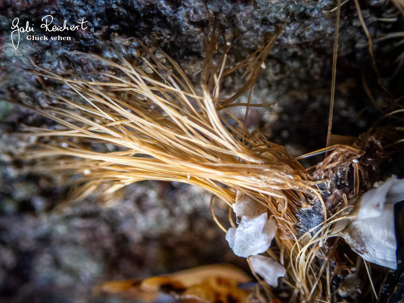 Bysussfäden der Miesmuscheln