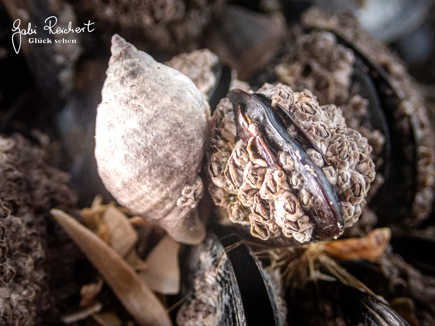 Purpurschnecke bei der Arbeit