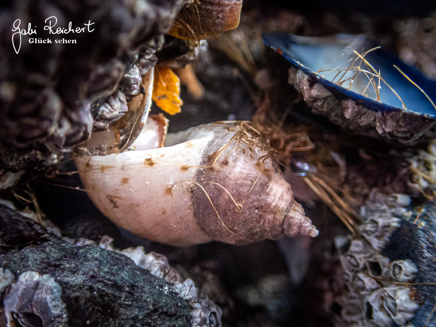 Purpurschnecke mit Bysussfäden der Miesmuschel
