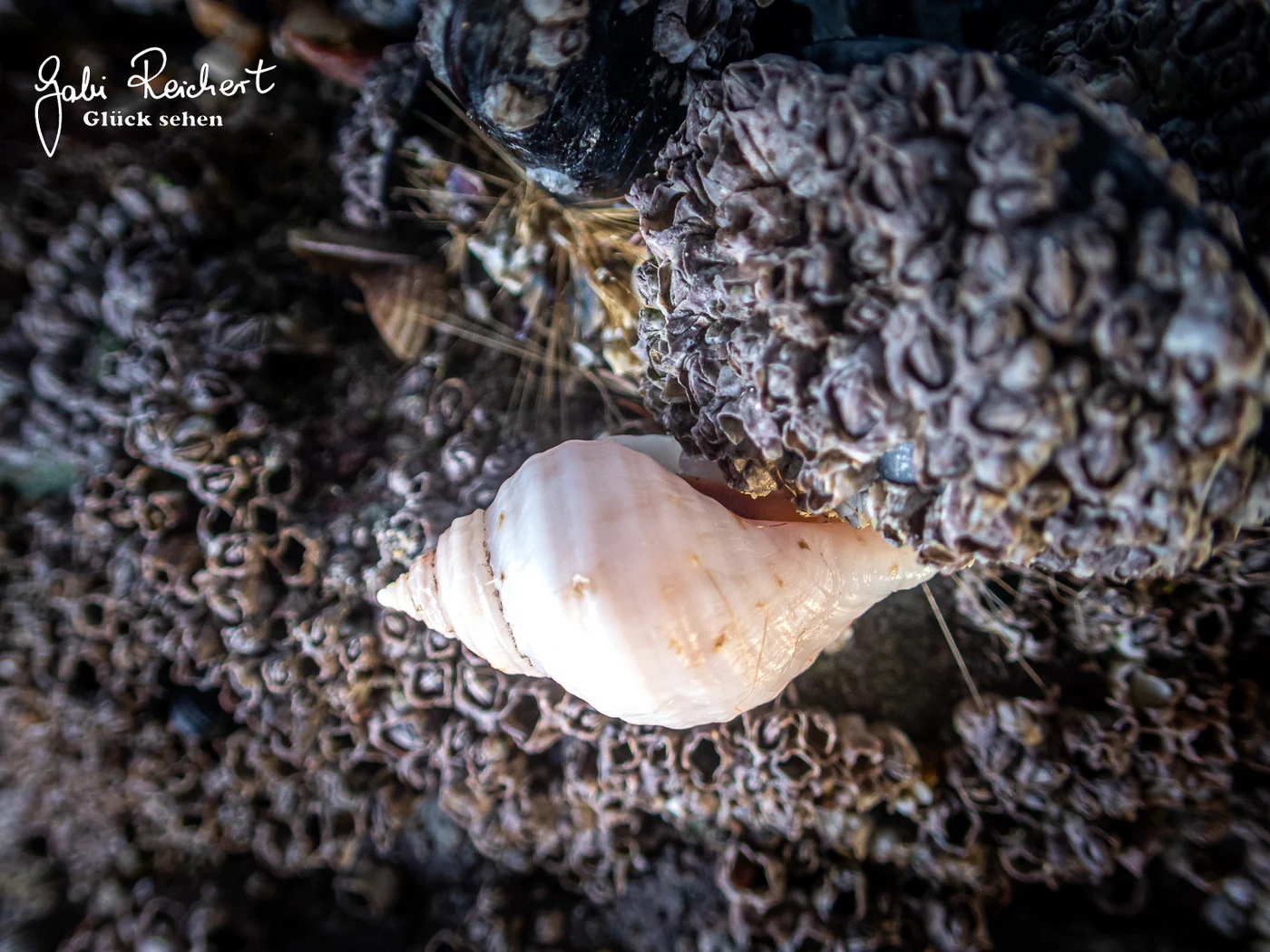 Purpurschnecke bei der Arbeit