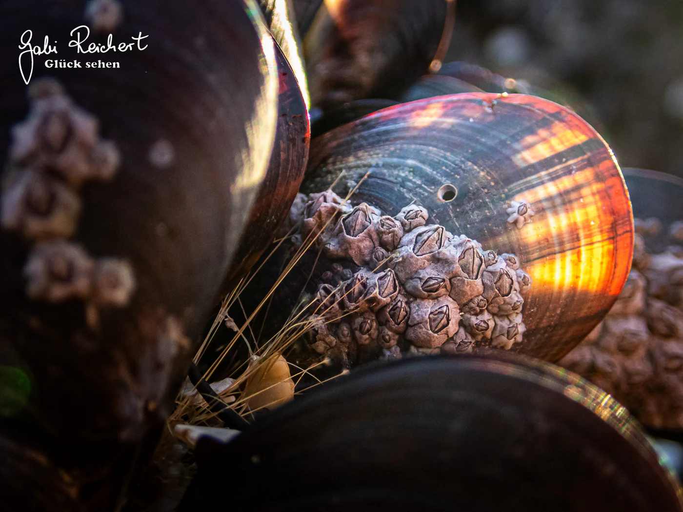 Miesmuschel mit Loch der Purpurschnecke