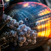 Bohrloch der Purpurschnecke Bohrloch der Purpurschnecke