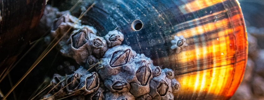 Bohrloch der Purpurschnecke