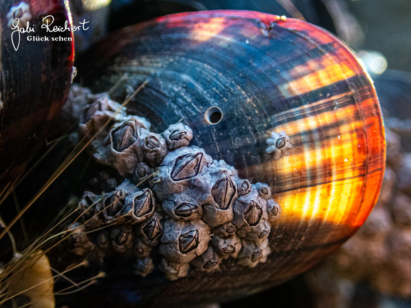 Bohrloch der Purpurschnecke