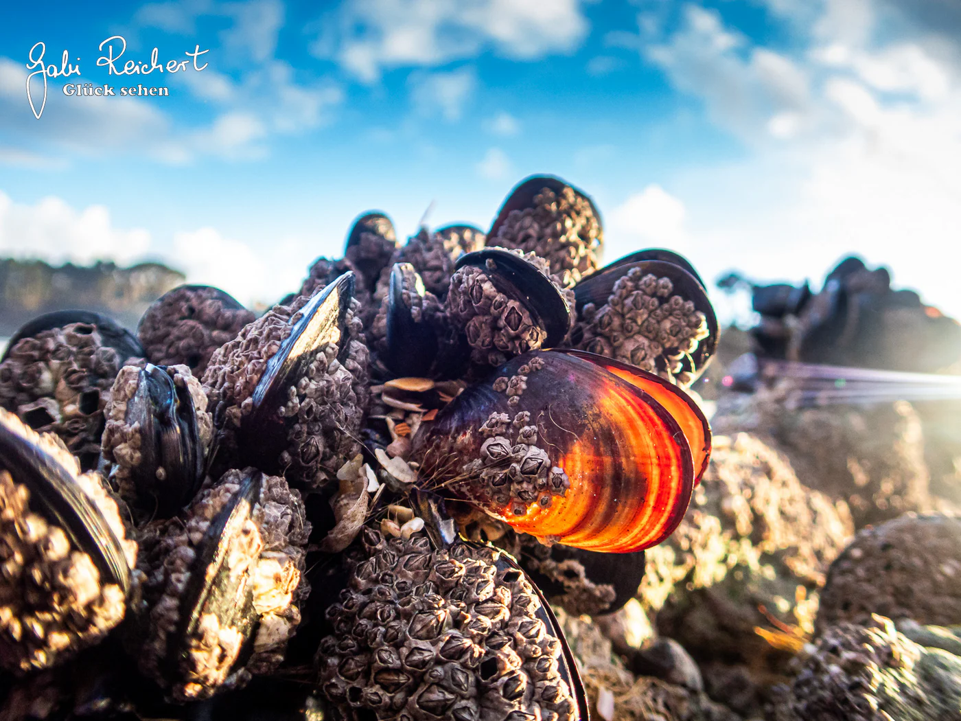 Miesmuscheln und Seepocken