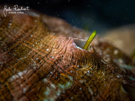 Ein Fühler eines Seeohrs