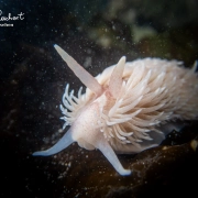 Zottige Fadenschnecke Zottige Fadenschnecke