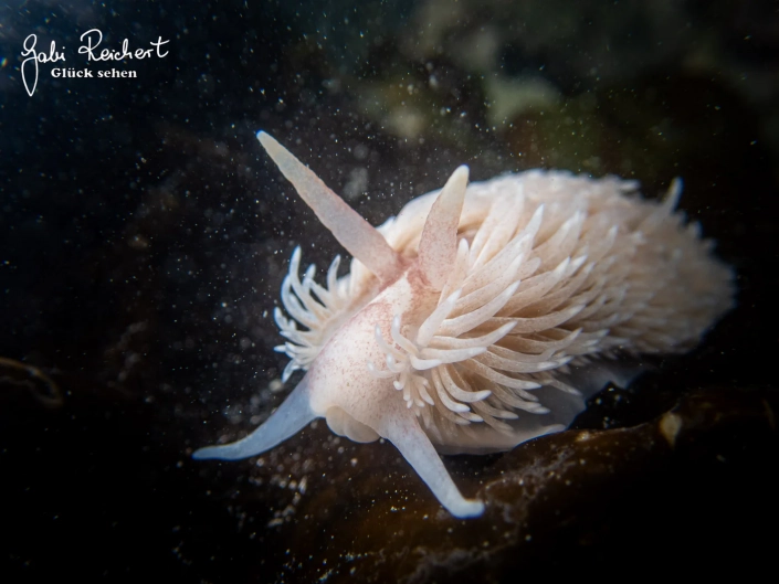 Zottige Fadenschnecke Zottige Fadenschnecke