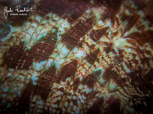 Detail der Schale des SeeohrsDetail der Schale des Seeohrs