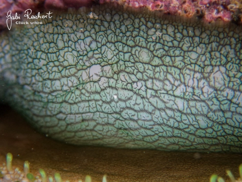 Der Fuß des Seeohrs