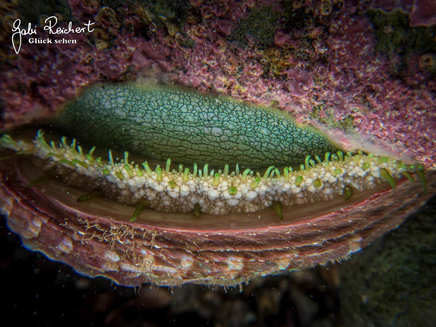 Seeohr, Ormeau, Bretagne