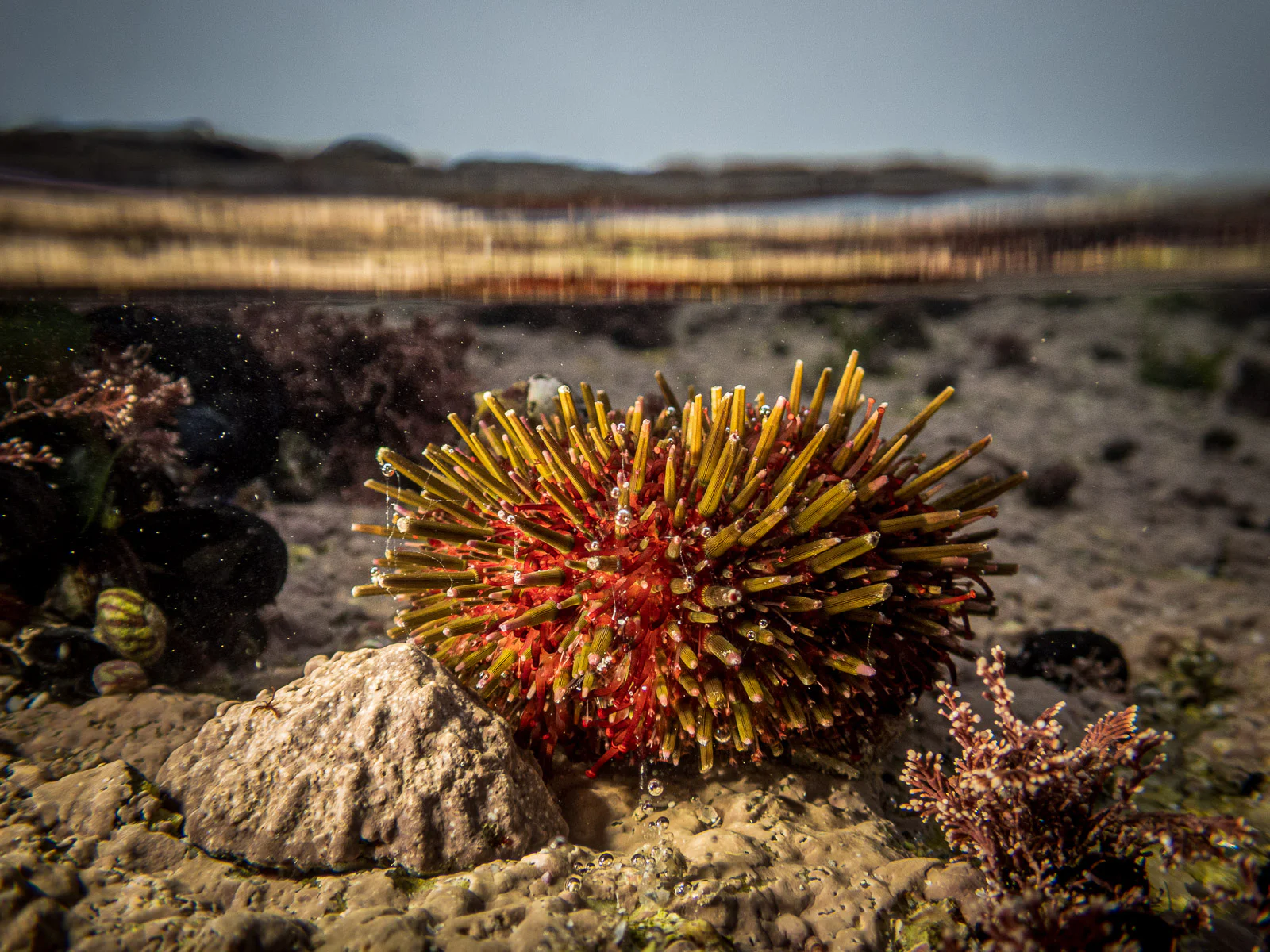 Seeigel im Gezeitentümpel