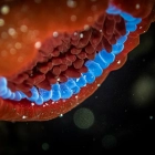 Blaue Kugeln der Pferdeaktinie