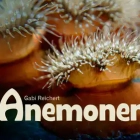 Bildband Anemonen