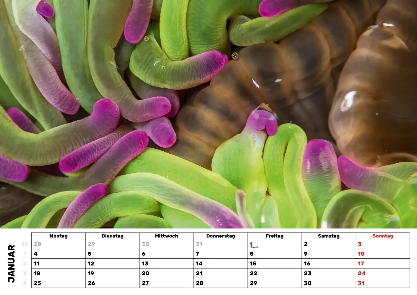 Anemone - Wachsrose Anemone - Wachsrose