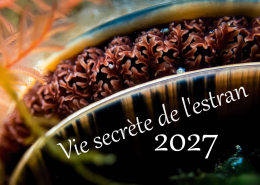 Unterwasser-Lebewesen an der Küste, Bretagne 2027 Unterwasser-Lebewesen an der Küste, Bretagne 2027